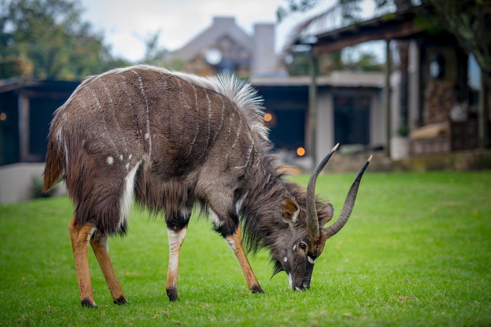 Belle Balance Bush Lodge Плеттенберг-Бей Экстерьер фото